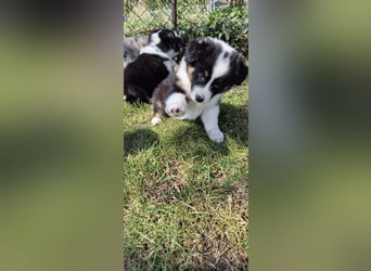 Australian Shepherd Welpen tricolor – Abgabe ab dem 28.05.2025