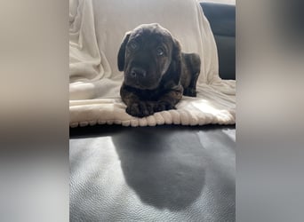 Wunderschöne Cane Corso Mix Welpen zu verkaufen in Formentino und gestromt