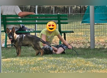 Dunkelgraue Schäferhunde aus Kör-u.Leistungzucht