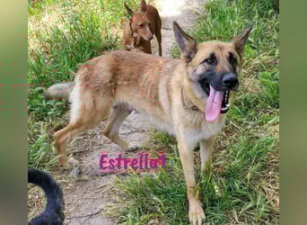 Estrella1 05/2021 (in Deutschland) - sportliche, hübsche Deutsche Schäferhund Mix Hündin!