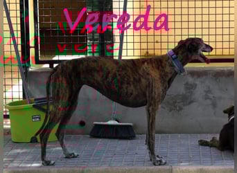 Vereda 06/2018 (ESP) - wundervolle, verschmuste und sehr liebevolle Galga!