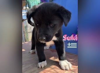 Suki,geb.02/25,hübsches Hundemädchen sucht ihre Familie