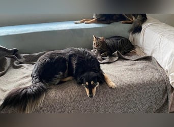 Miley - anhängliche, liebe und katzenverträgliche Hündin / z.Zt. noch in Rumänien