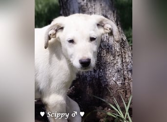 Strolchi und Scippy suchen  noch ein Zuhause