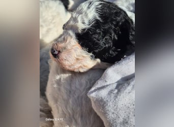 Spanische Wasserhund Welpen reinrassig