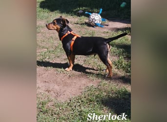 Sherlock freut sich auf Deinen Besuch