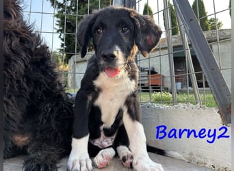 Barney2 geb. 02/2025 (GRC) - verschmuster und verspielter, charmanter Griechischer Hirtenhund Welpe!