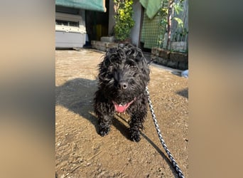 Charlie - unser liebenswerter Wuschel