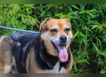 Malika, Schäferhund-Mix, lieb und sozial