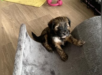 Tibet Terrier Rüde