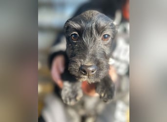 Zizi-LM, verspielte Maus sucht Zuhause