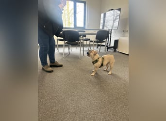Schmusehund sucht neues liebevolles Zuhause