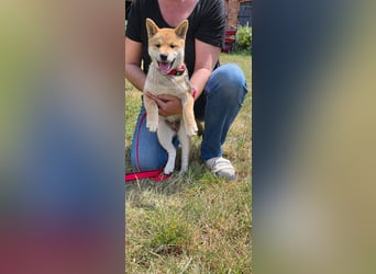 Shiba inu Welpen.   vom Haus Joe   ,Liebhaberzucht