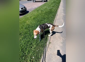 Familienhund Lona, zu besuchen in Bad Nauheim