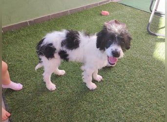 Welpenmädchen Herra sucht ein Zuhause ❤️