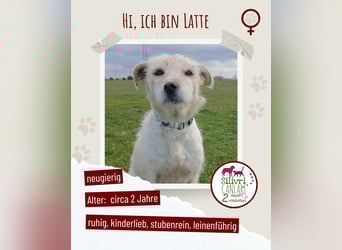 Latte sucht noch immer ein zu Hause