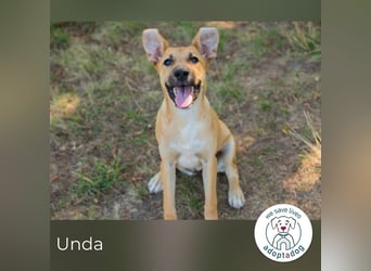 Unda sucht ein Zuhause
