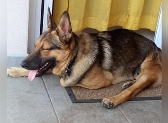 Bebo ❤️ Liebevolles Fellnäschen!