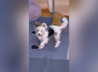 Fussel, Biewer-Terrier, Rüde, 4 Monate, 20 cm