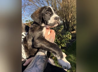 Cane Corso - Dogo Argentino Mischlingswelpe Hündin