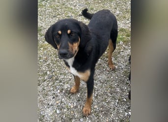 Letti, geb. ca. 05/2024, lebt in GRIECHENLAND, auf einem Gelände, auf dem die Hunde notdürftig verso