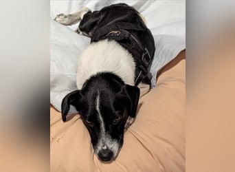 Luca, geb. 04.04.2019, 35 cm, wartet so sehr auf ein eigenes Körbchen