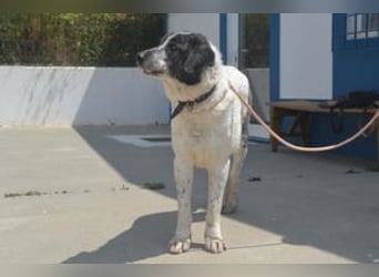 Roundy ist ein freundlicher und ruhiger Rüde mit einem offenen Wesen