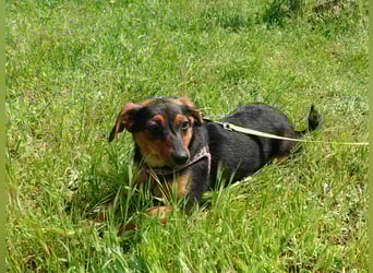 Kleine Riva sucht eine Familie