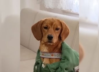 Lustige, soziale, katzenfreundliche Hündin Karamel