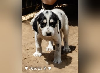 Millie, Marla, Mona und Monja (reserv.) suchen ab Mitte September ein Zuhause