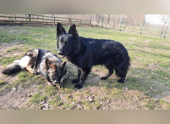 Altdeutsche Schäferhund Hündin