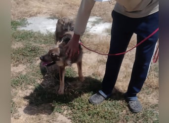 MAX - Traumhund sucht Traumzuhause