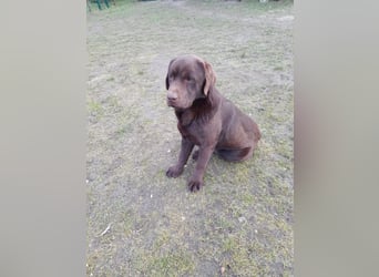 Labrador Welpen schokobraun reinrassig