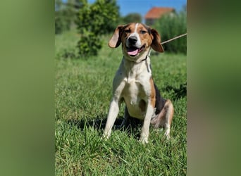 „Sara“, Aktive, temperamentvolle und menschenbezogene Hündin, ideal für sportliche Aktivitäten