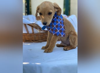 Zsebi LM - Zuhause gesucht – Neun kleine Hundekinder auf großer Mission