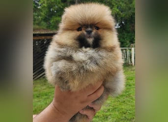 Pomeranian Boo Zwergspitz