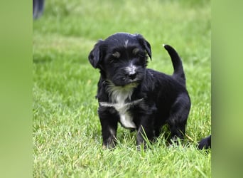 traumhaft hübscher Tibet Terrier Welpen aus erfahrender Zucht  sind geboren dürfen im Juni ausziehen
