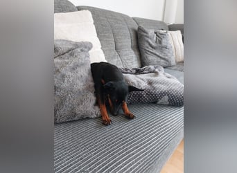 Coqueta, kleines Energiepaket