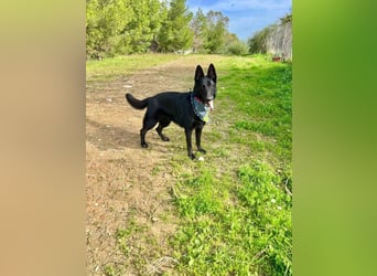 Arabella (Spanien) - schwarze Schönheit sucht aktives Zuhause