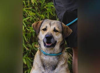 Mya, Mix Schäferhund / Rafeiro Alentejano, lieb und sozial