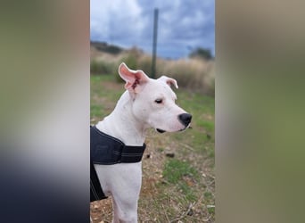 Pai (Spanien) – wunderschöner Dogo Argentino-Bub sehnt sich nach seiner Familie