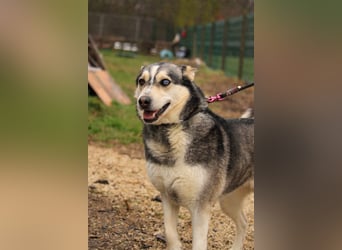 Dakota-VA – Schönheit mit Husky-Charme sucht Rasseliebhaber