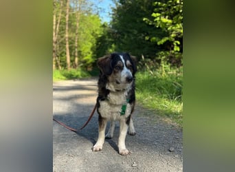 Ajko ist so ein toller Kerl und sucht sein Für-Immer-Zuhause