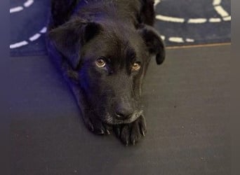 Unsere menschenbezogene Lexi sucht dringend ihre Menschen