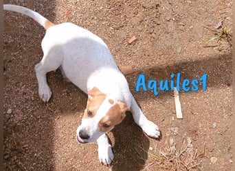 Aquiles1 01/2025 (ESP) - verspielter, aufgeschlossener Bodeguero-Mix Welpe!