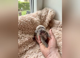 Gesunde Sportliche Französische Bulldoggen aus Familienzucht!