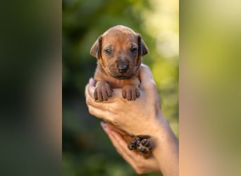 Rhodesian Ridgeback Welpen mit FCI-Ahnentafel