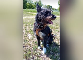 Süsse Phoebe sucht ihr Für-Immer-Zuhause!