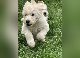 Abgabebereite Goldendoodle & Labradoodle Labrador+Golden+Retriever+Pudel Welpen