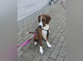 Valentina – Lebensfreude auf vier Pfoten sucht aktives Zuhause